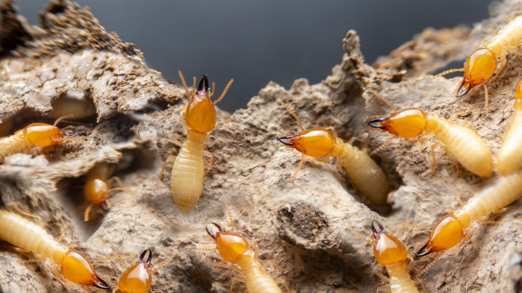 Group,Of,The,Small,Termite,On,Decaying,Timber.,The,Termite