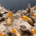 Group,Of,The,Small,Termite,On,Decaying,Timber.,The,Termite