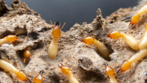 Group,Of,The,Small,Termite,On,Decaying,Timber.,The,Termite